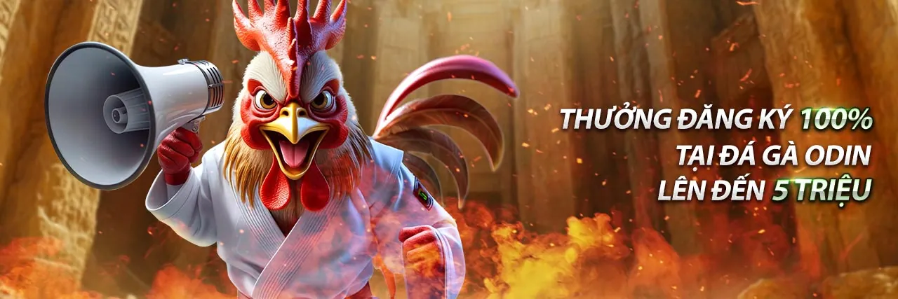 Sân đấu đá gà Thomo sôi động với các chiến kê chuẩn bị thi đấu