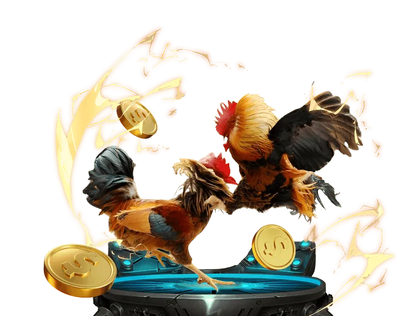 Hình ảnh các loại kèo đá gà phổ biến Meron, Wala, BDD